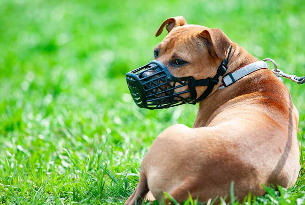 condomínio horizontal - regras para animais de estimação